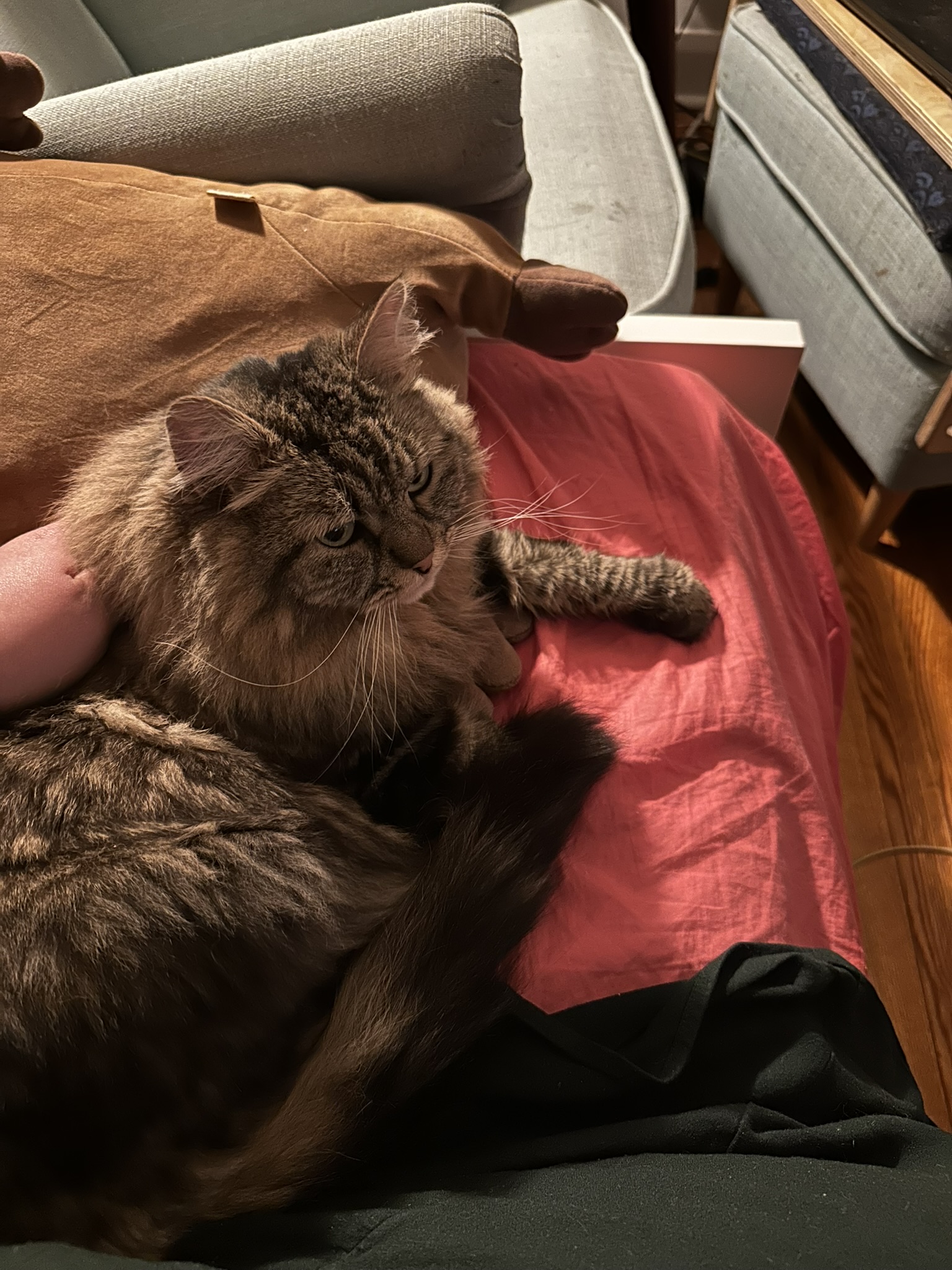 Mishka looking majestic and unimpressed